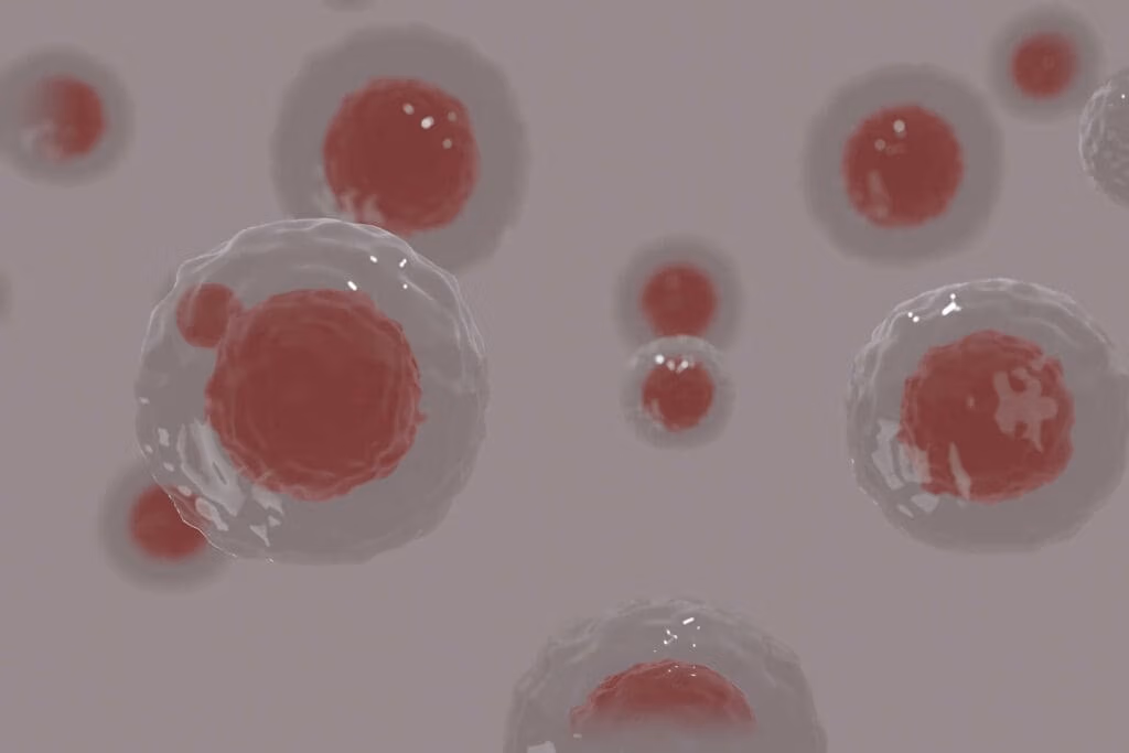 เซลล์ต้นกำเนิดมีเซนไคมอล