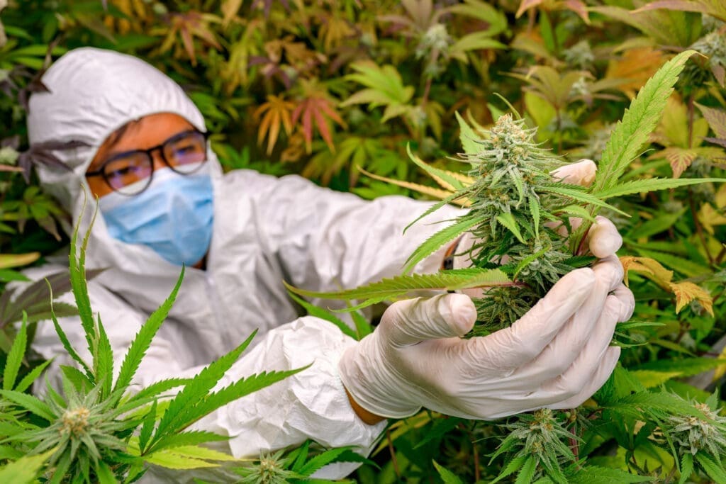 cannabis oil