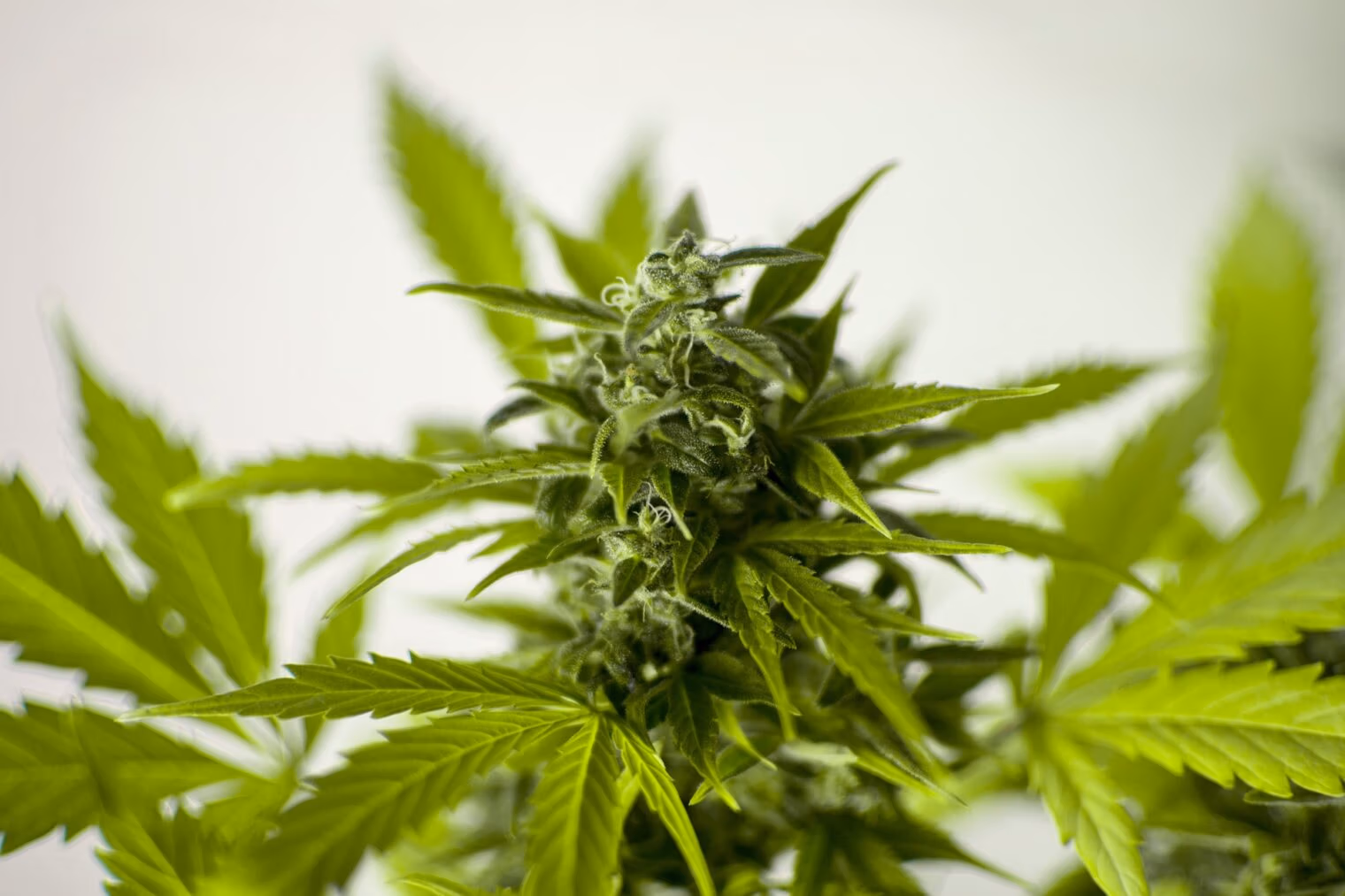 cannabis treatments in Bangkok